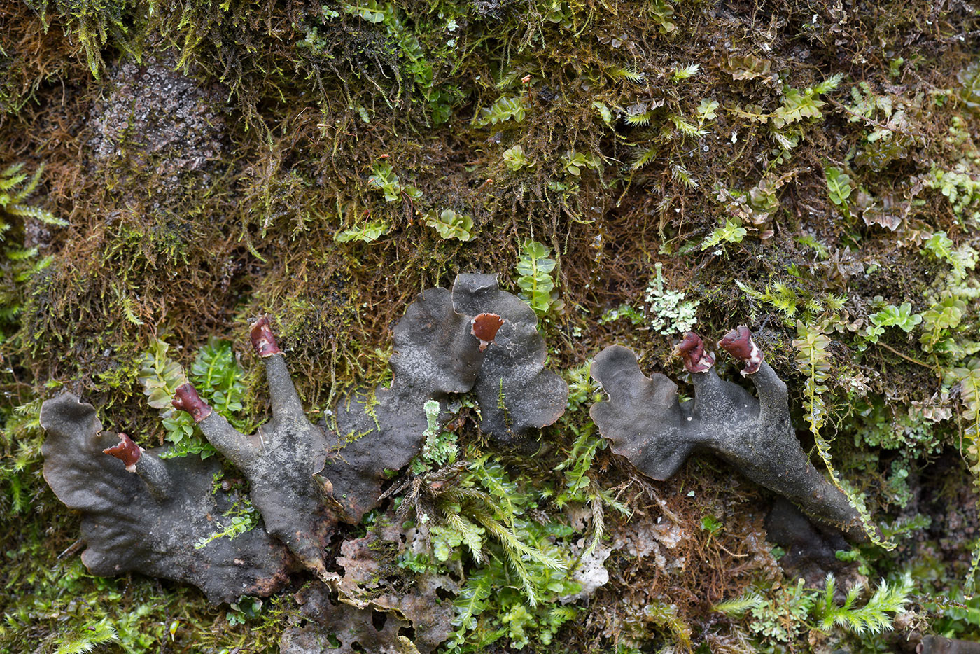 Image of genus Peltigera specimen.