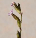 Silene nocturna