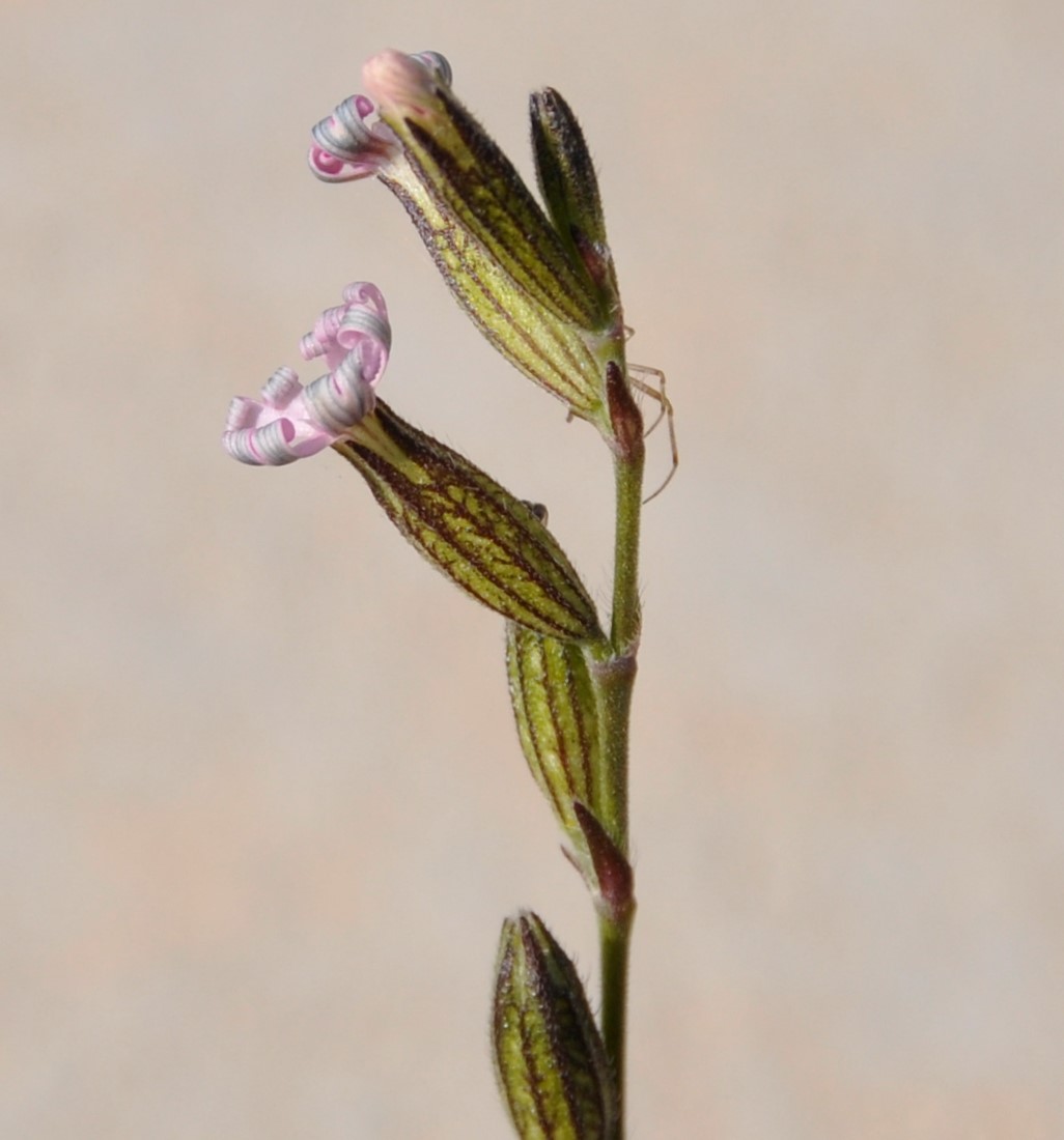 Image of Silene nocturna specimen.