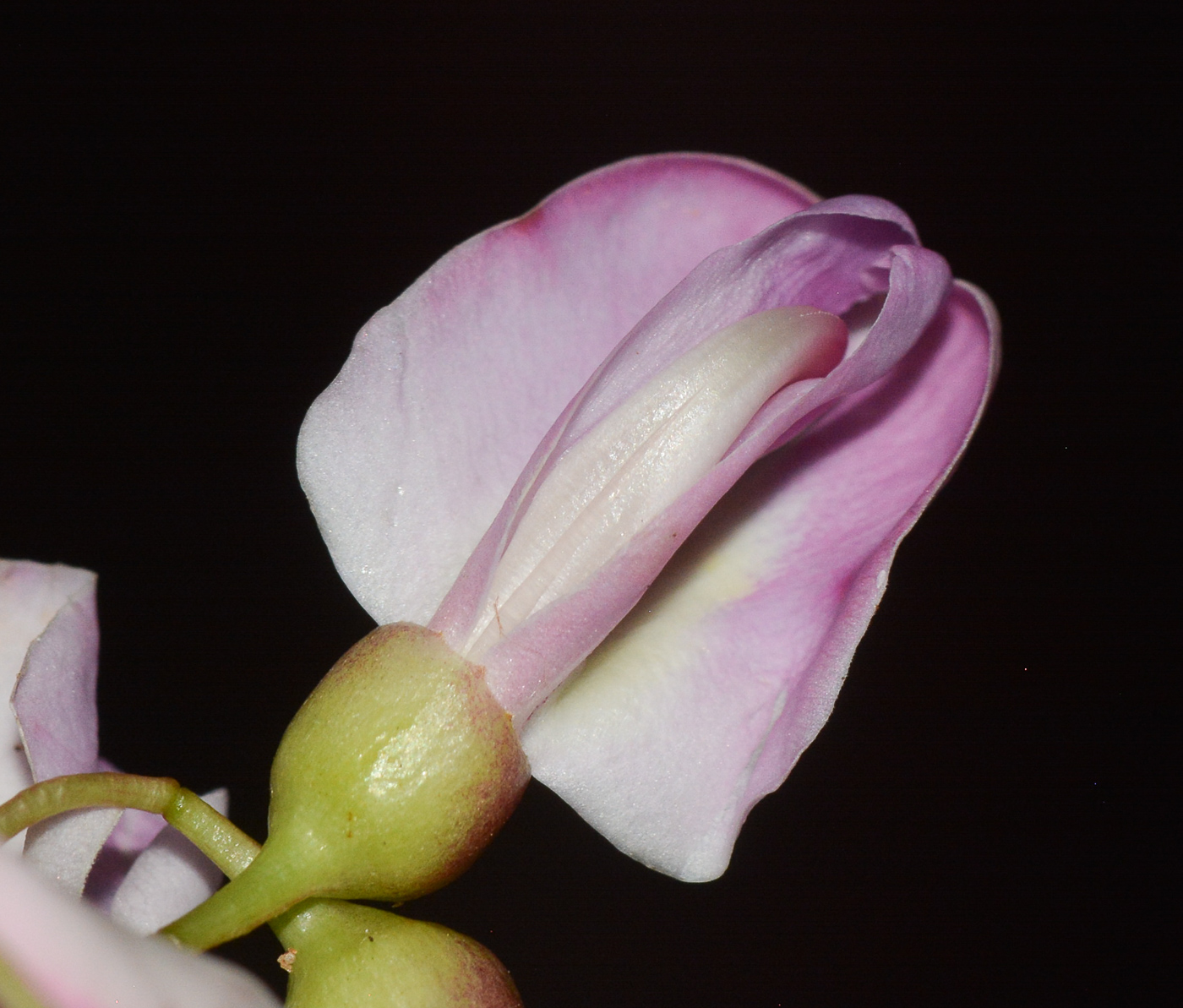 Image of Gliricidia sepium specimen.