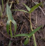 Sagittaria sagittifolia. Листья. Пермский край, Оханский р-н, Кунчурихинский бор, песчаный, регулярно затопляемый берег р. Кама. 28.08.2018.