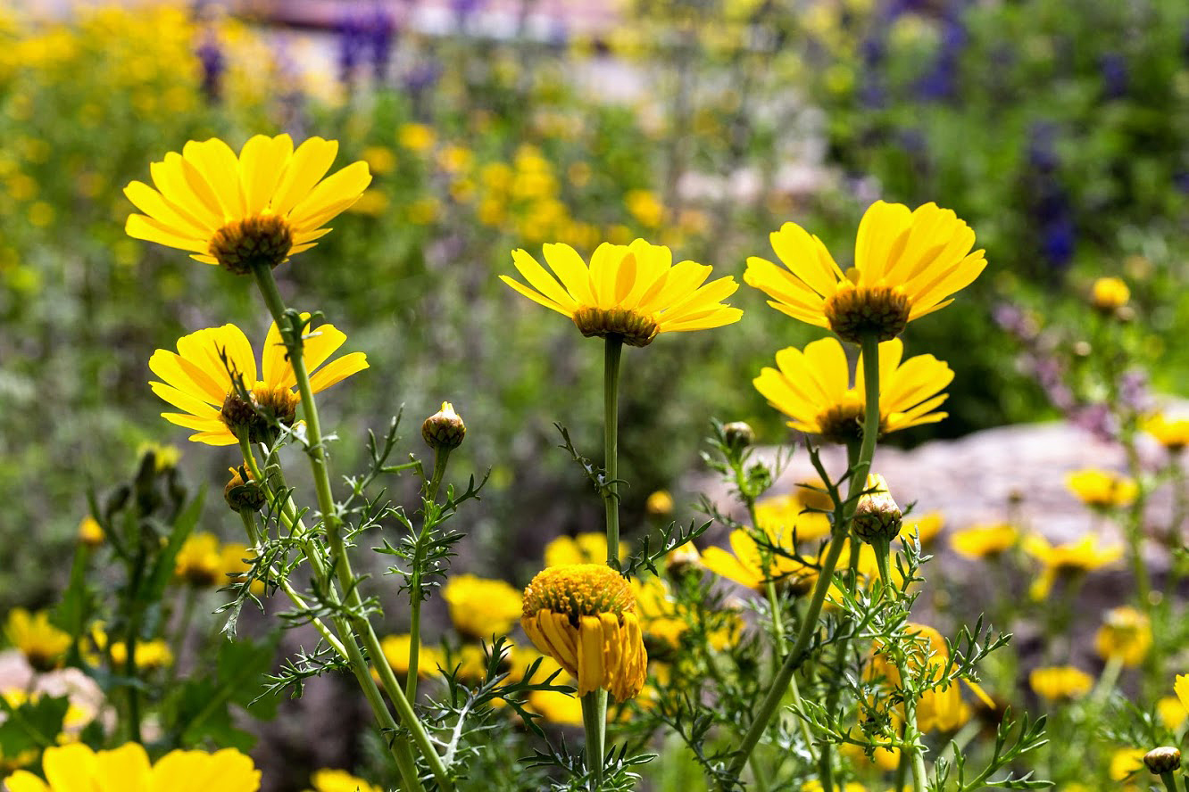 Изображение особи Glebionis coronaria.