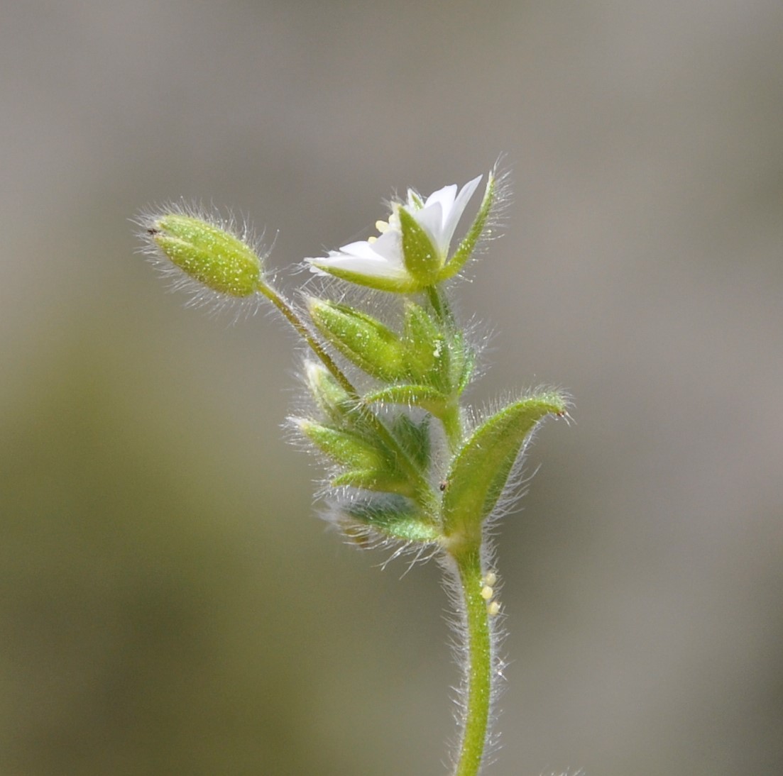 Изображение особи Cerastium brachypetalum ssp. roeseri.