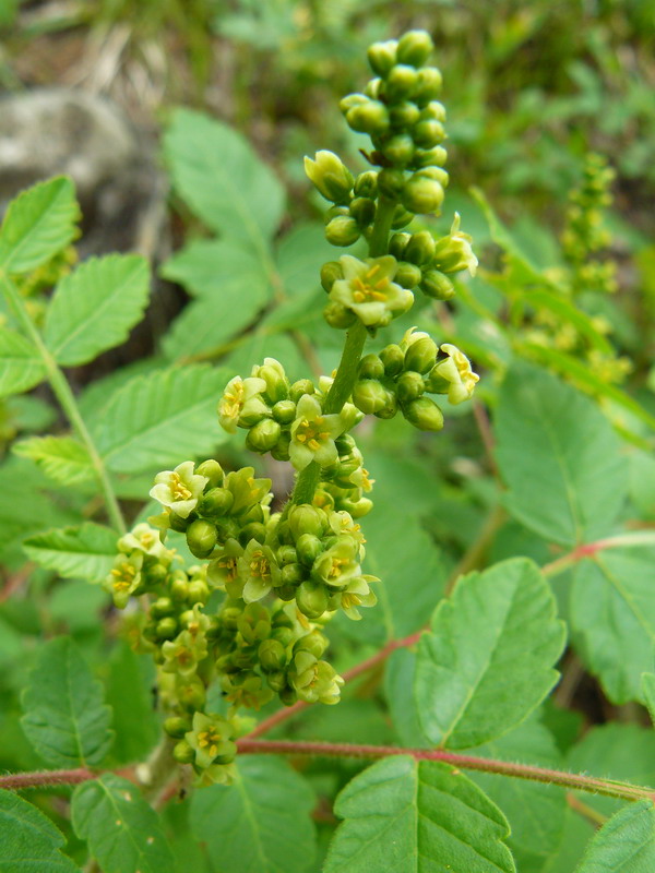 Image of Rhus coriaria specimen.