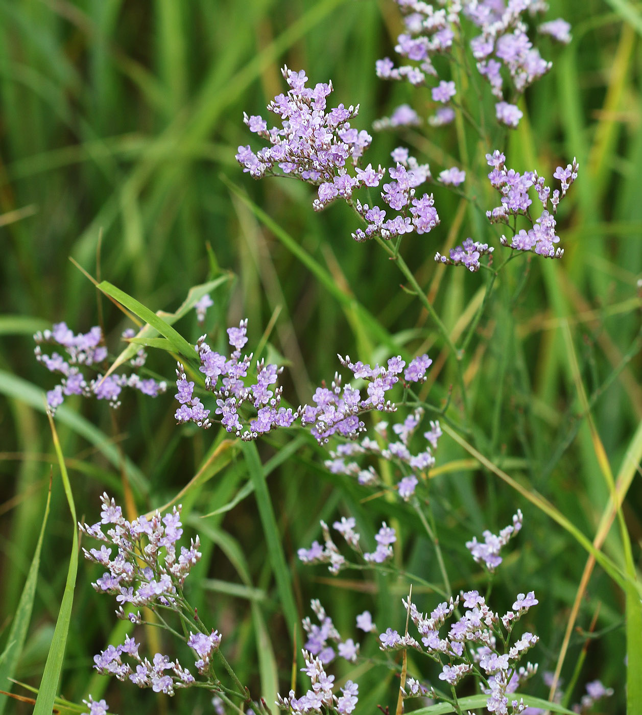 Изображение особи Limonium gmelinii.