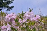 Rhododendron schlippenbachii