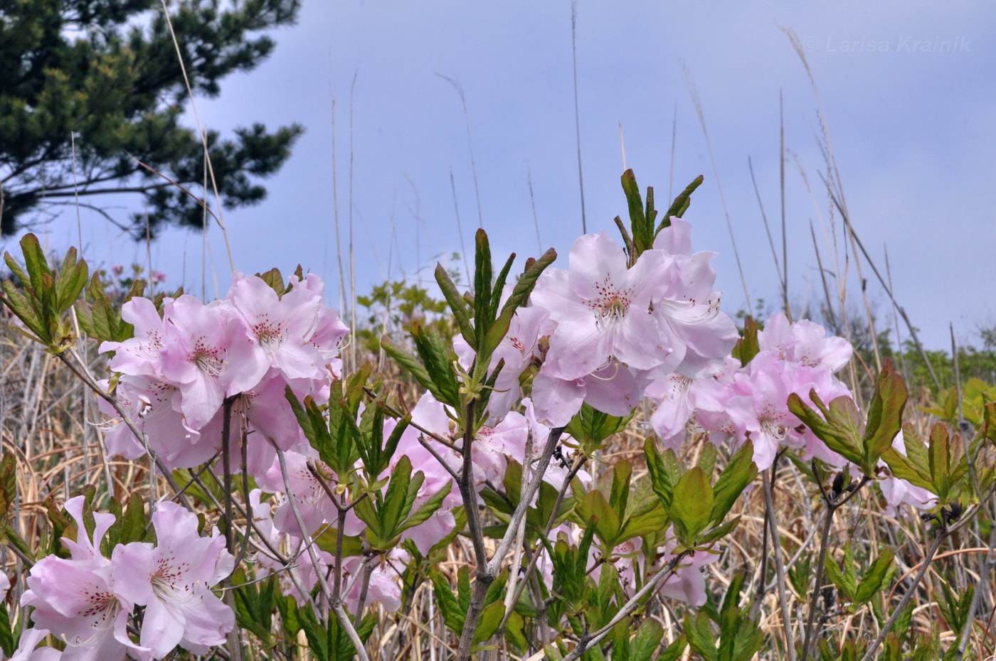 Image of Rhododendron schlippenbachii specimen.