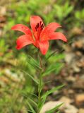 Lilium pensylvanicum