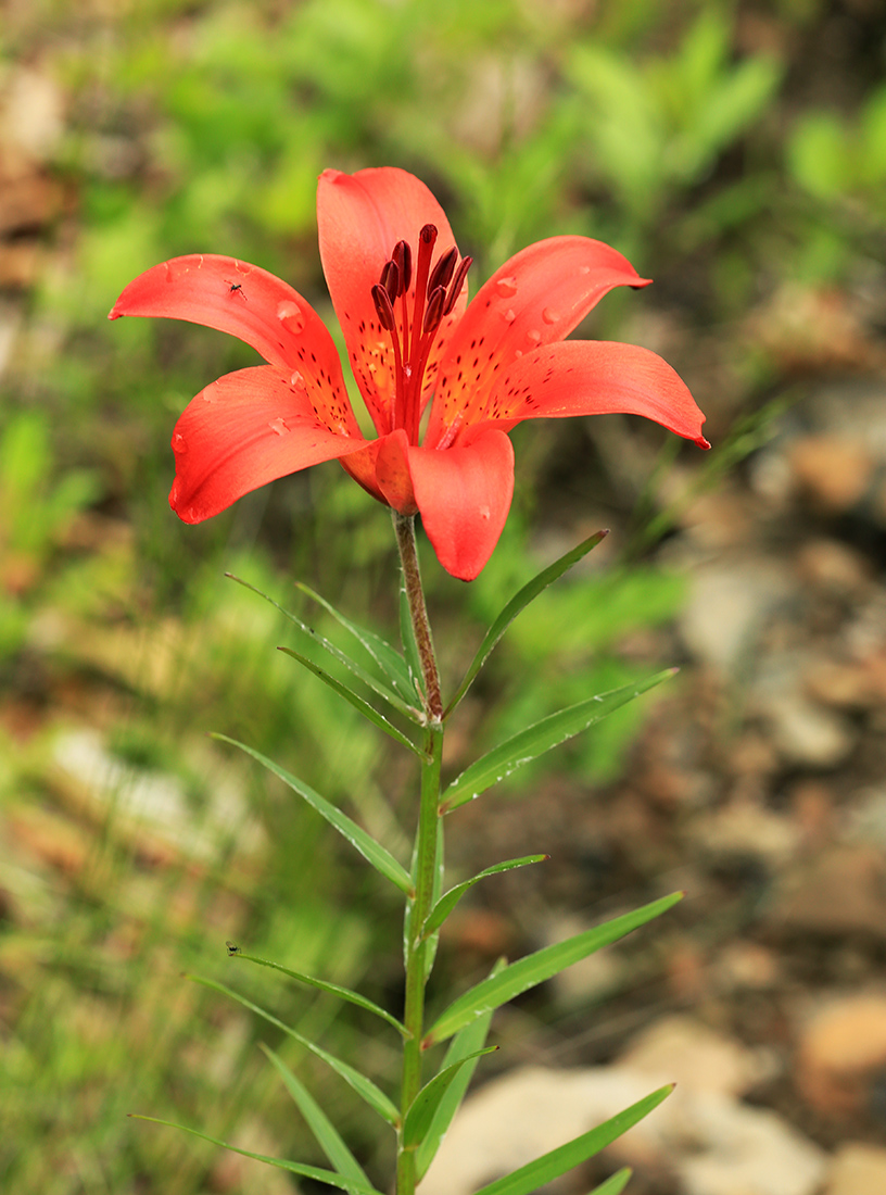 Image of Lilium pensylvanicum specimen.