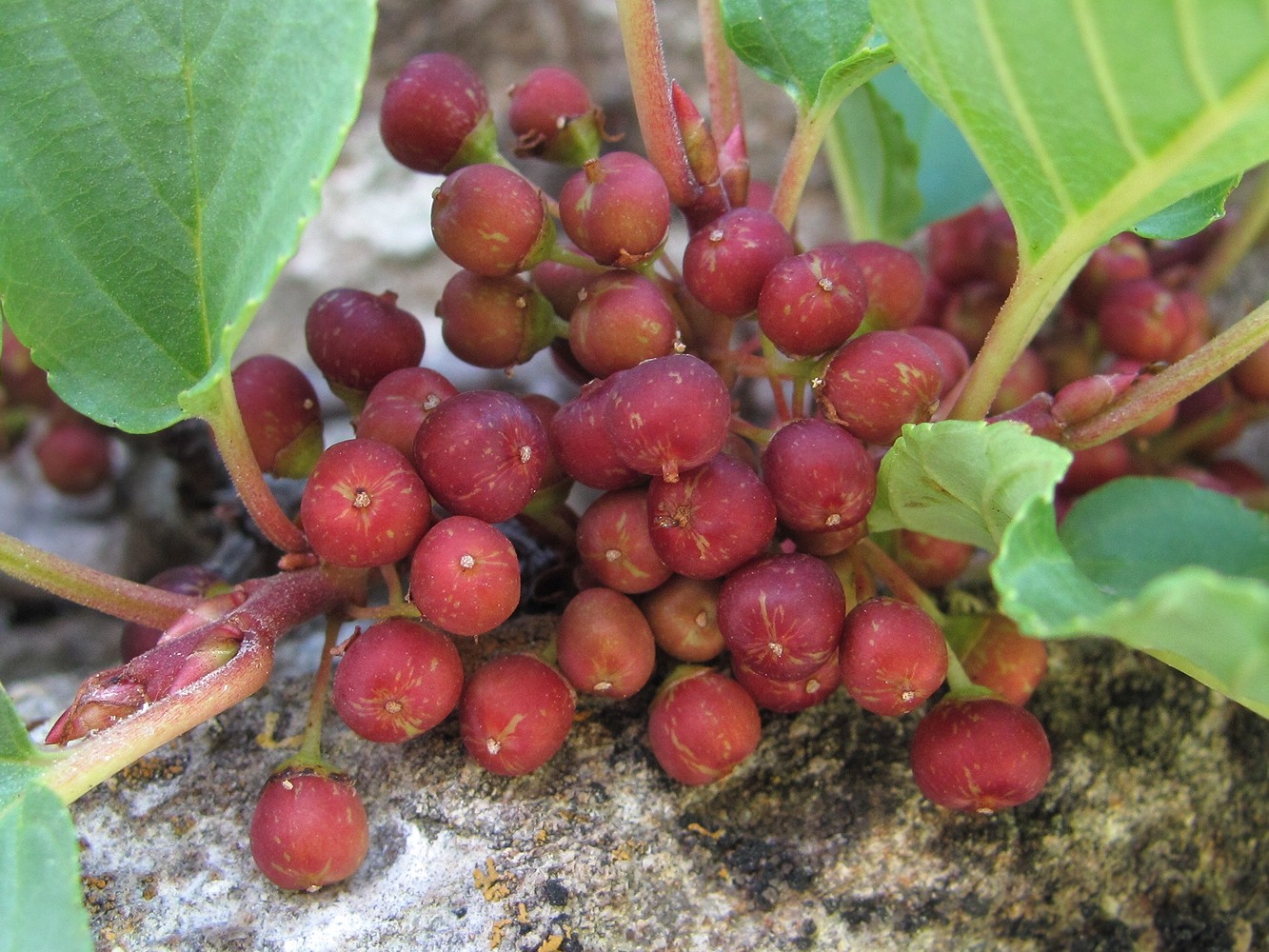 Image of Rhamnus microcarpa specimen.