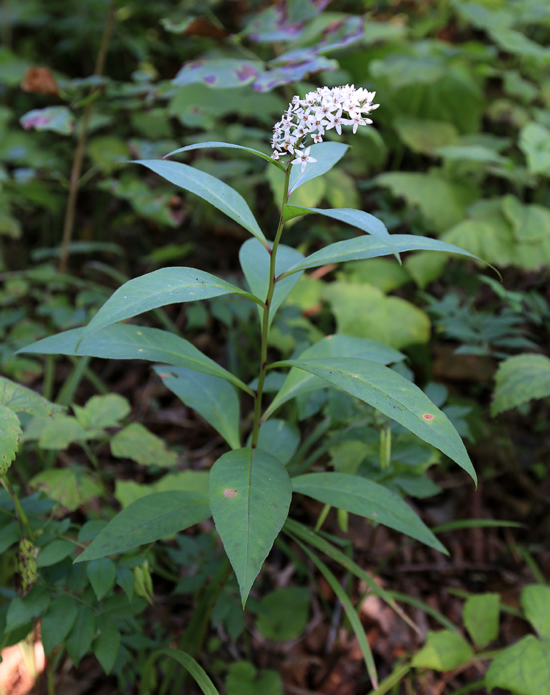 Image of Lysimachia clethroides specimen.