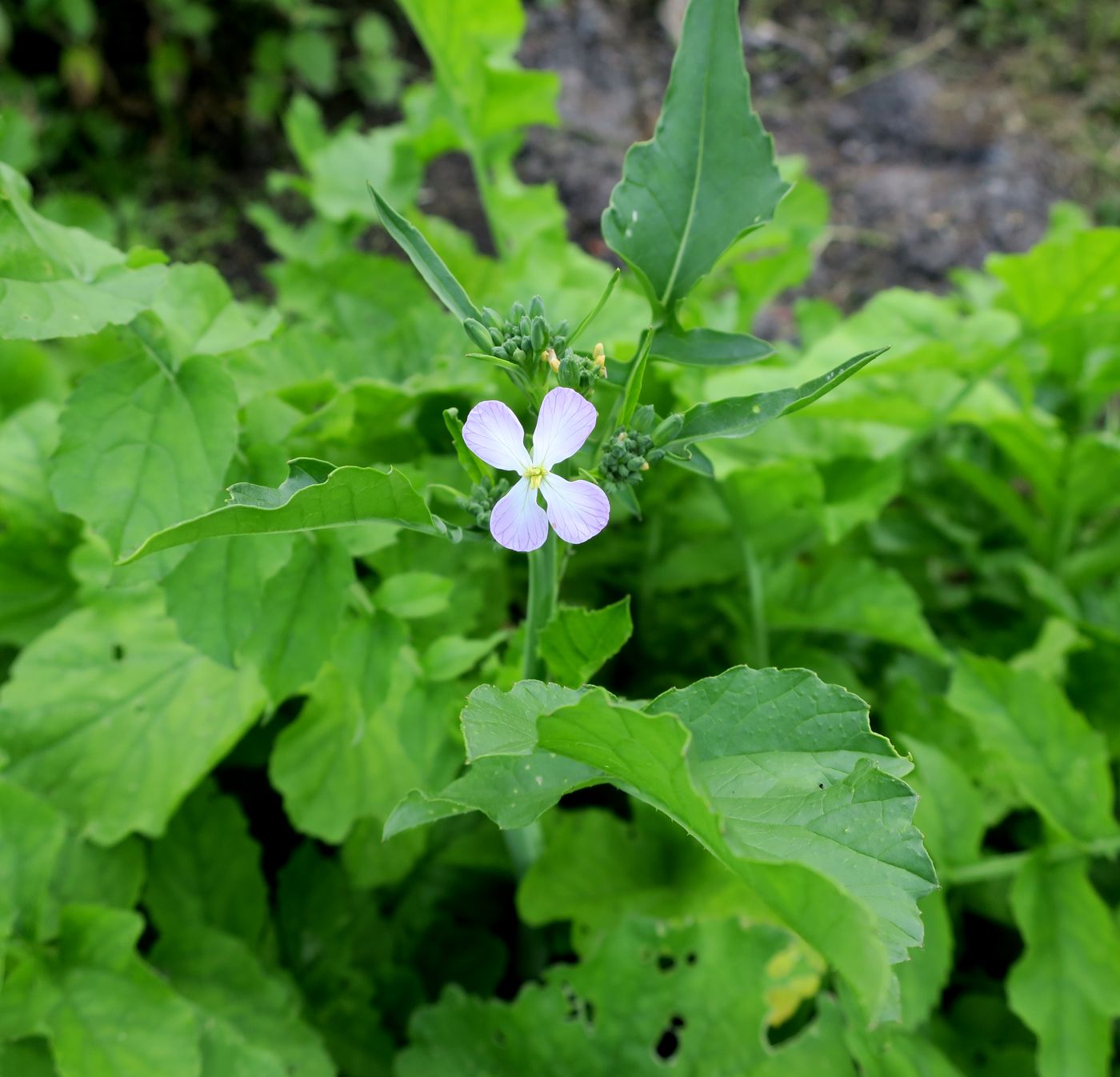 Изображение особи Raphanus sativus.