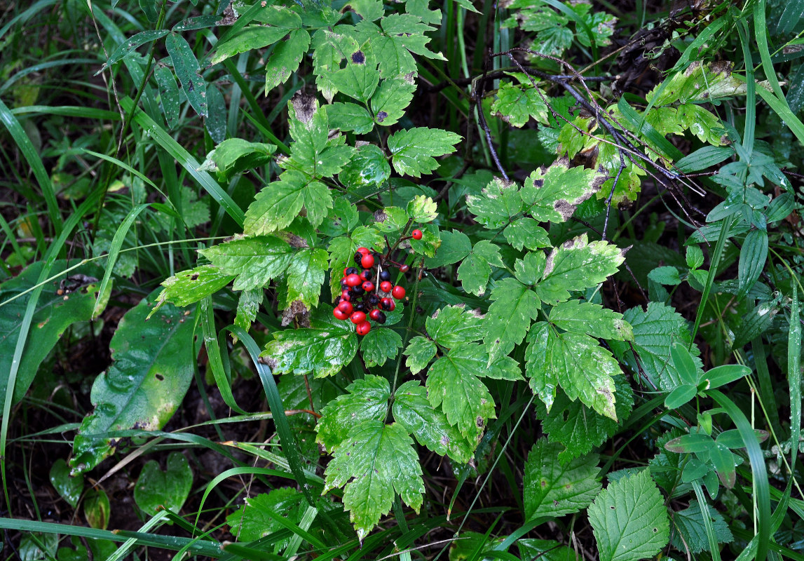 Image of Actaea erythrocarpa specimen.