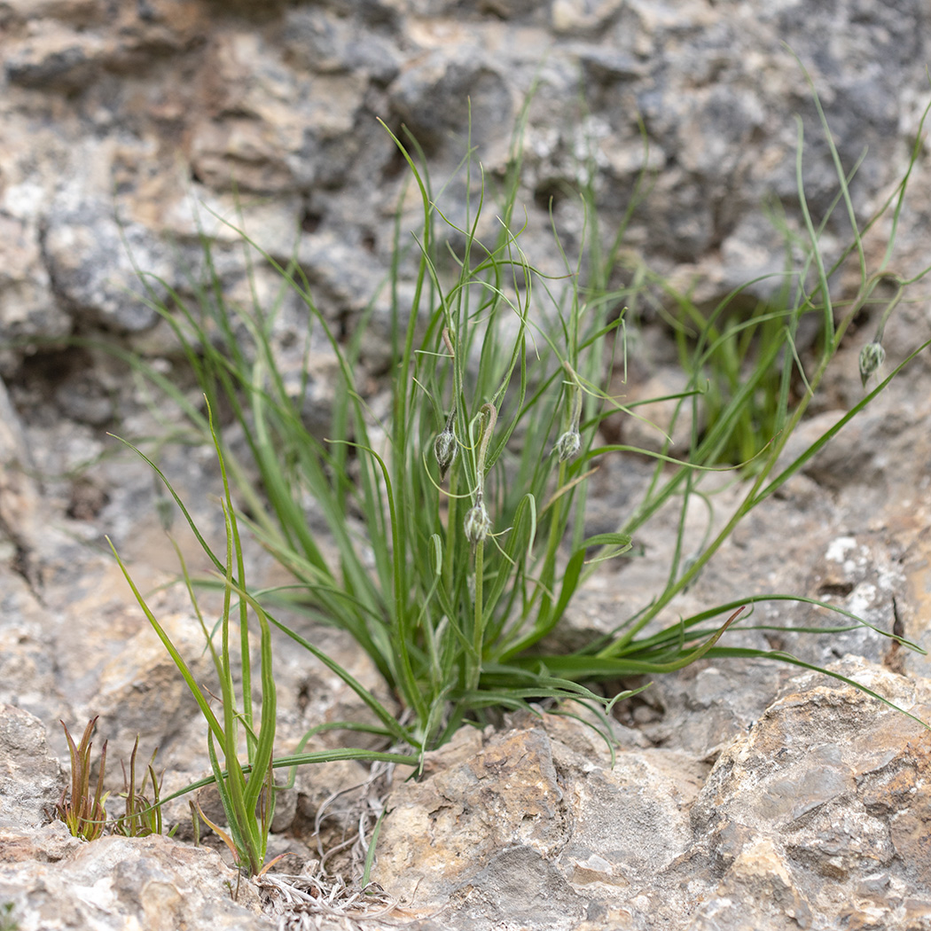 Image of Scorzonera seidlitzii specimen.