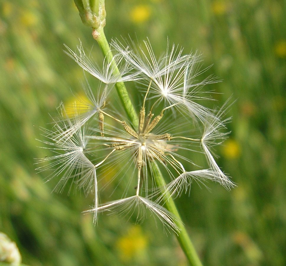 Изображение особи Chondrilla graminea.