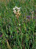 Filipendula vulgaris. Цветущее растение. Сербия, национальный парк Тара, плоскогорье Равна Тара, луг. 08.07.2019.