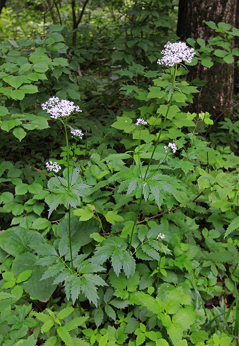 Image of Valeriana coreana specimen.