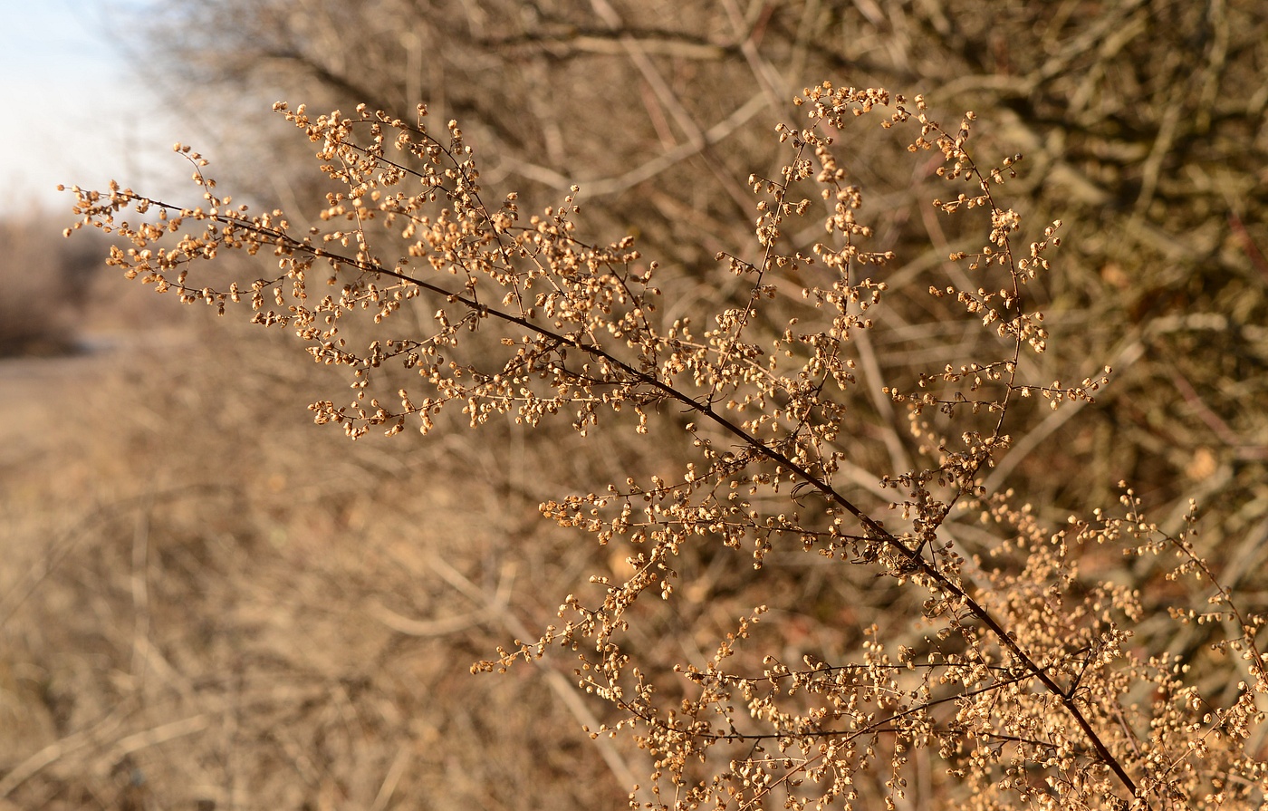 Image of Artemisia scoparia specimen.