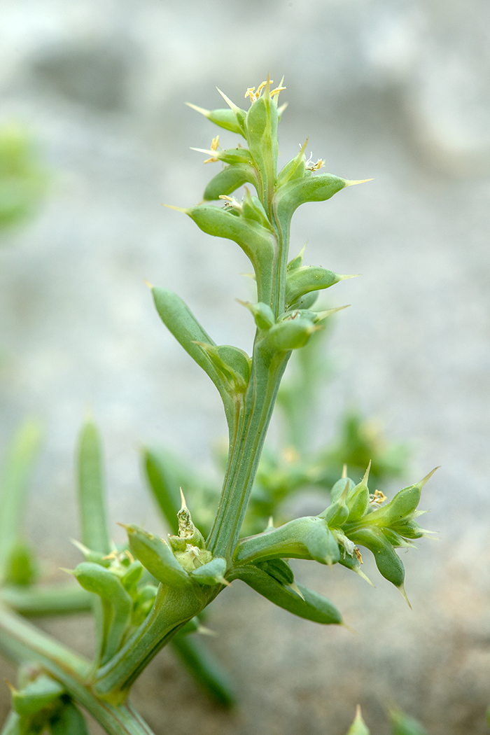 Изображение особи Salsola pontica.