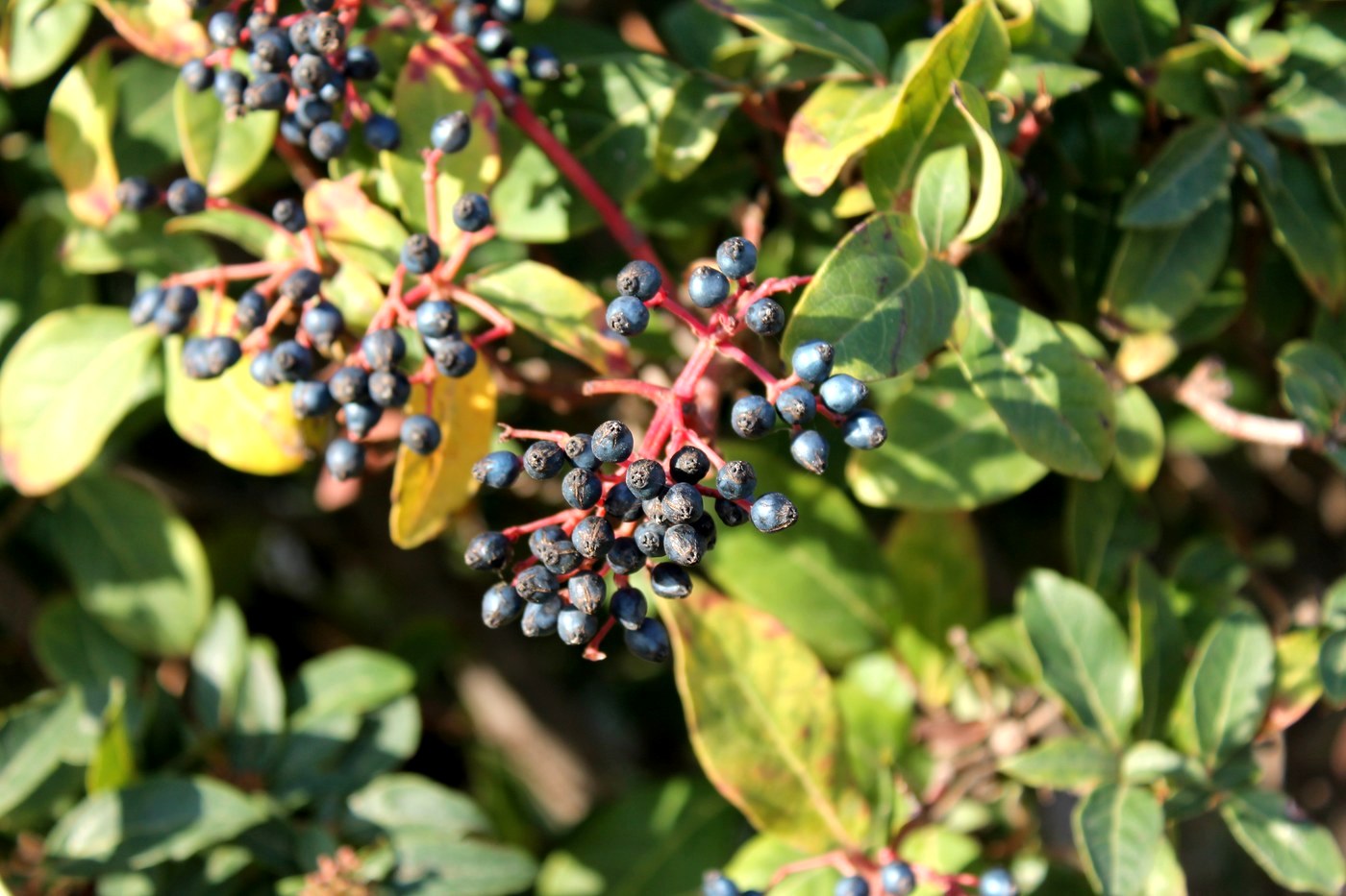 Изображение особи Viburnum tinus.