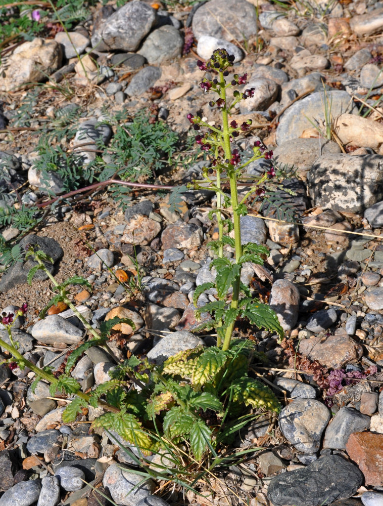 Изображение особи Scrophularia incisa.