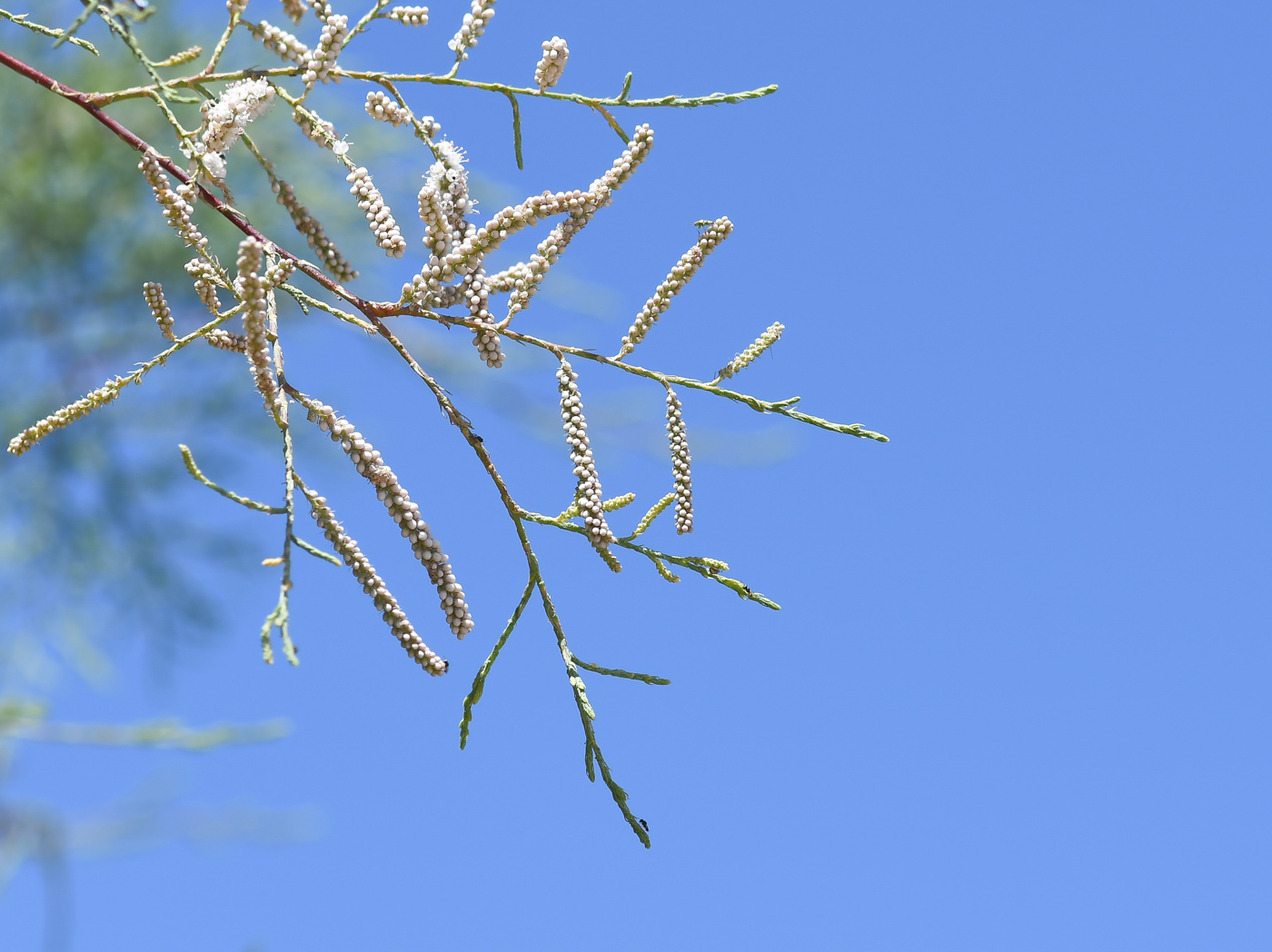 Изображение особи Tamarix canariensis.