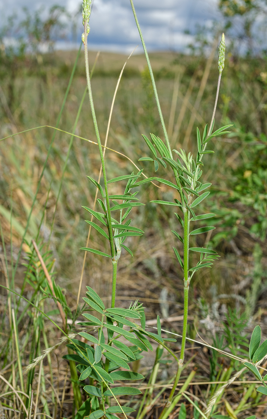Image of Onobrychis sibirica specimen.