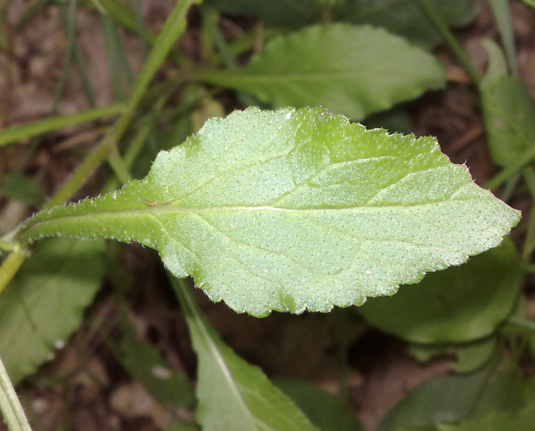 Image of Campanula longistyla specimen.