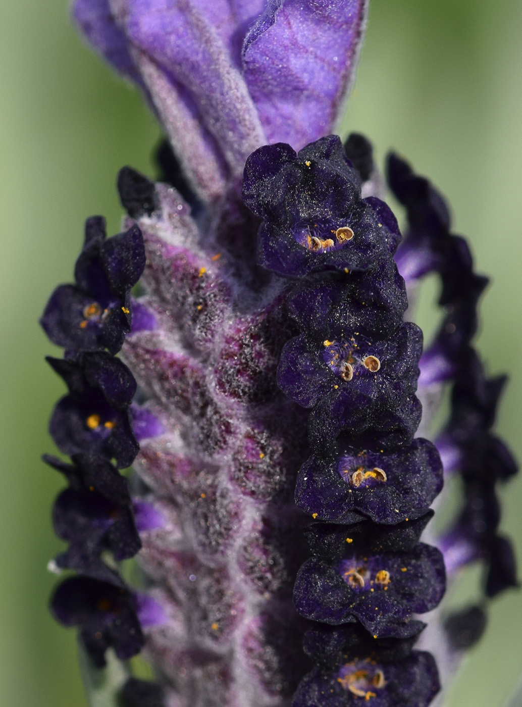Image of Lavandula stoechas specimen.