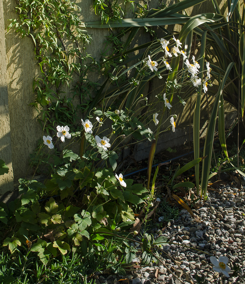 Image of Anemone hupehensis specimen.