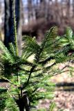 Abies grandis