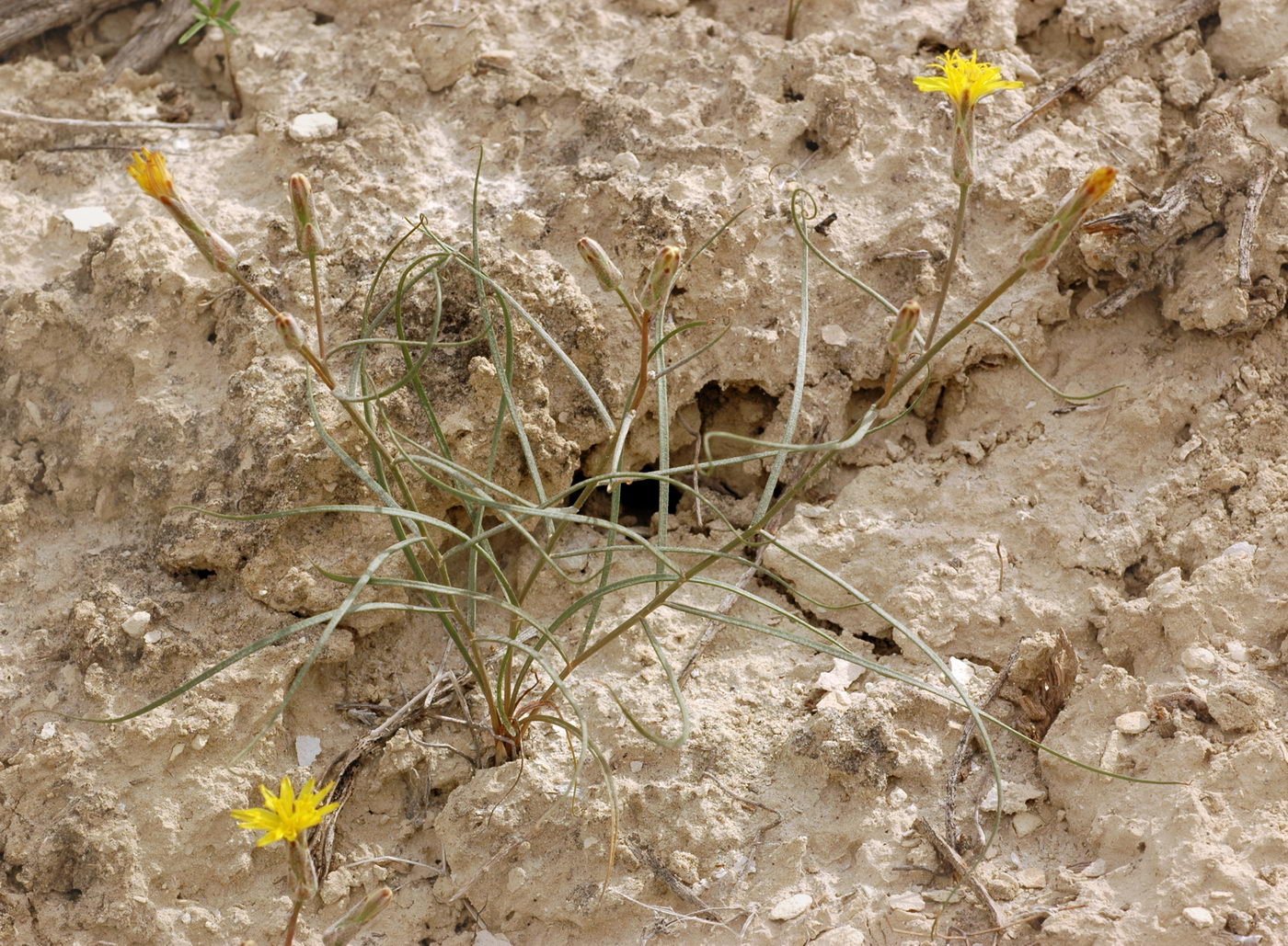 Image of Takhtajaniantha pusilla specimen.