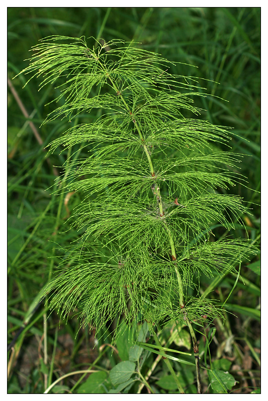 Изображение особи Equisetum sylvaticum.