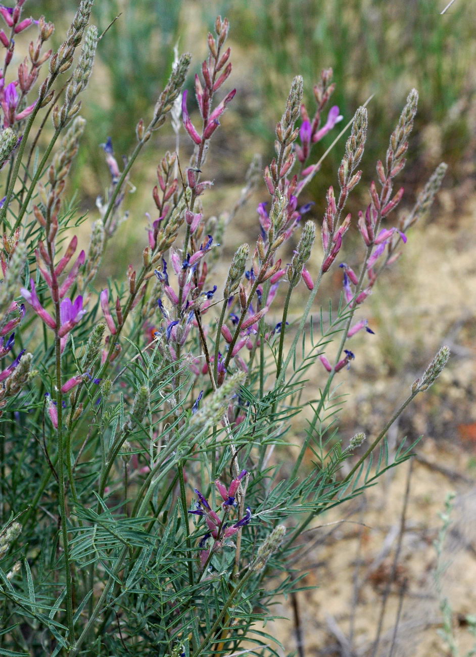 Изображение особи Astragalus varius.