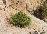 Plantago crassifolia. Плодоносящее растение в трещине скалы. Испания, Каталония, пров. Жирона, комарка Баш-Эмпорда, муниципалитет Бегур, бухта Aiguablava, обнажения лейкогранита на абразионной береговой террасе. 25.09.2019.