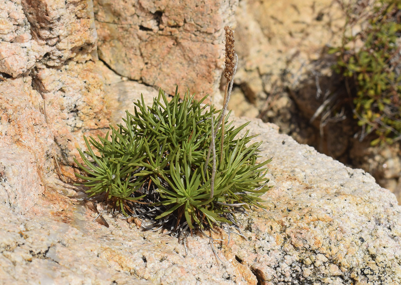 Image of Plantago crassifolia specimen.