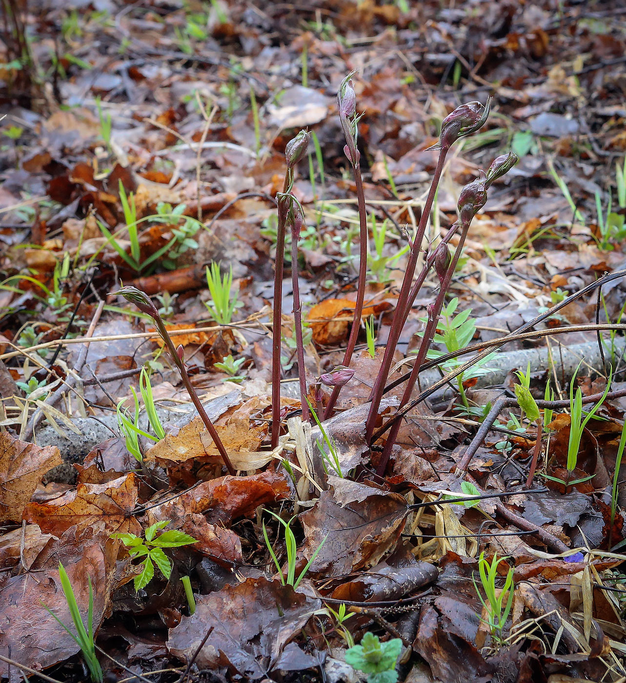 Image of Lathyrus vernus specimen.