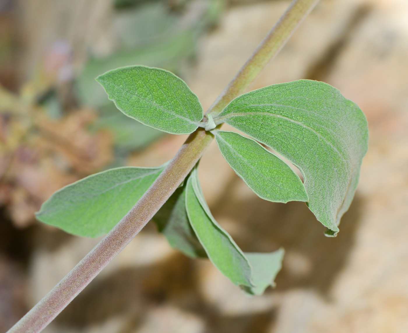 Изображение особи Salvia dolomitica.