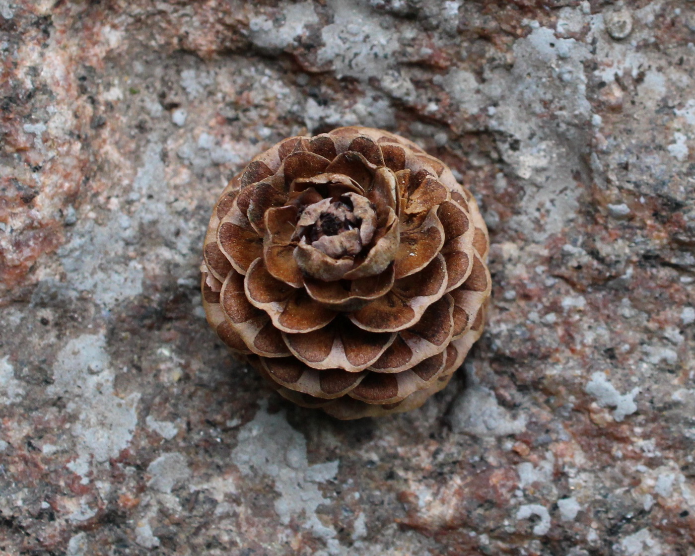 Image of genus Larix specimen.