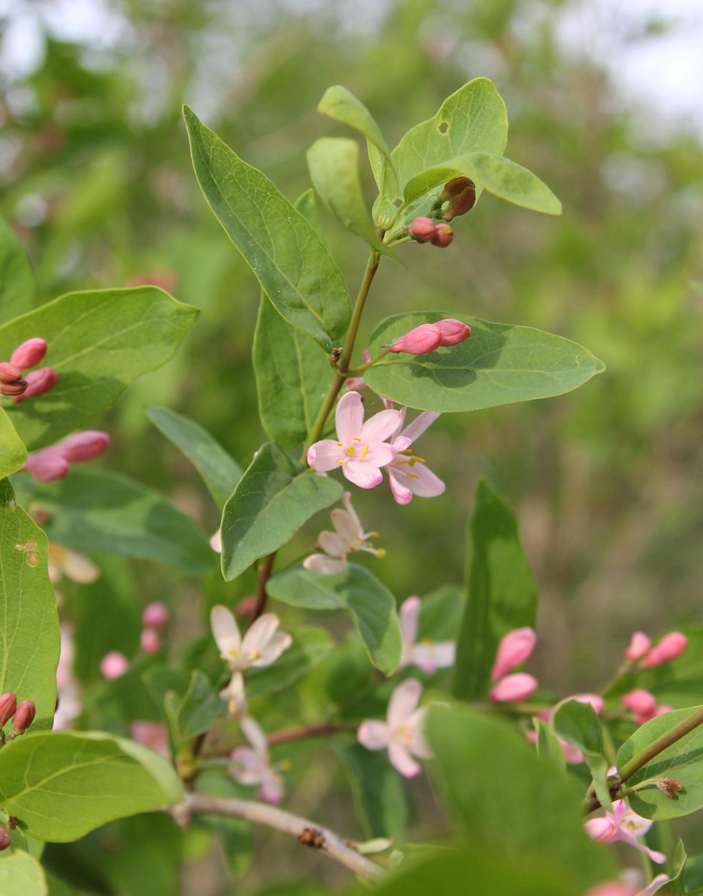 Image of Lonicera tatarica specimen.