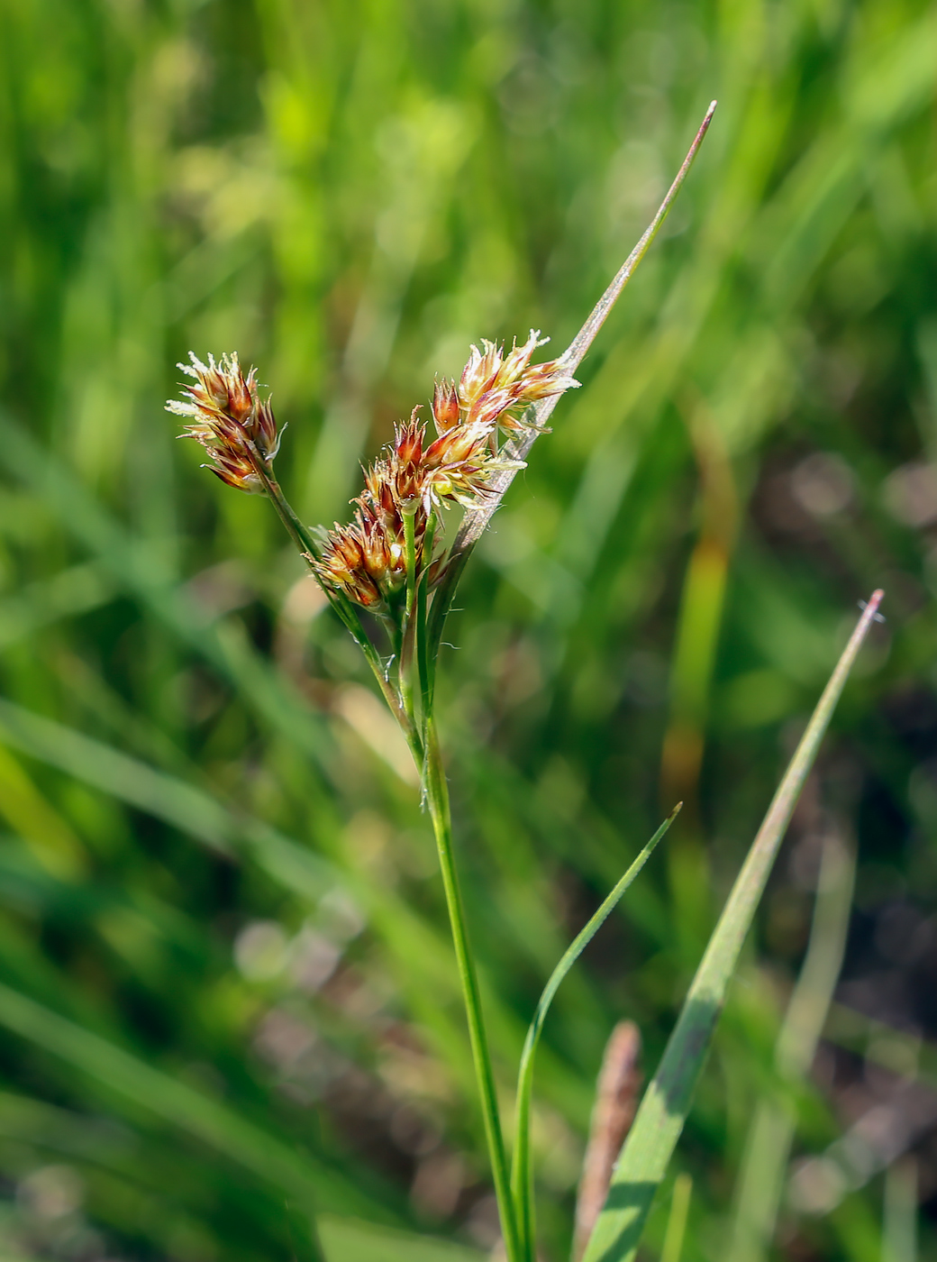 Изображение особи Luzula multiflora.