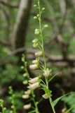 Digitalis ciliata. Соцветие. Карачаево-Черкесия, Домбай, долина р. Алибек, окр. Алибекского водопада, 2000 м н.у.м. 23.07.2010.