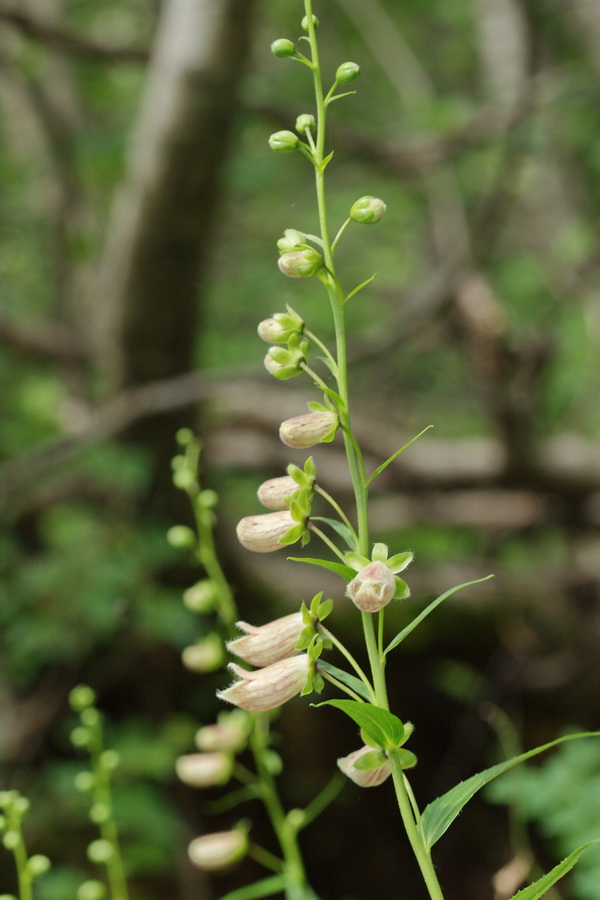 Изображение особи Digitalis ciliata.