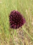 Allium sphaerocephalon