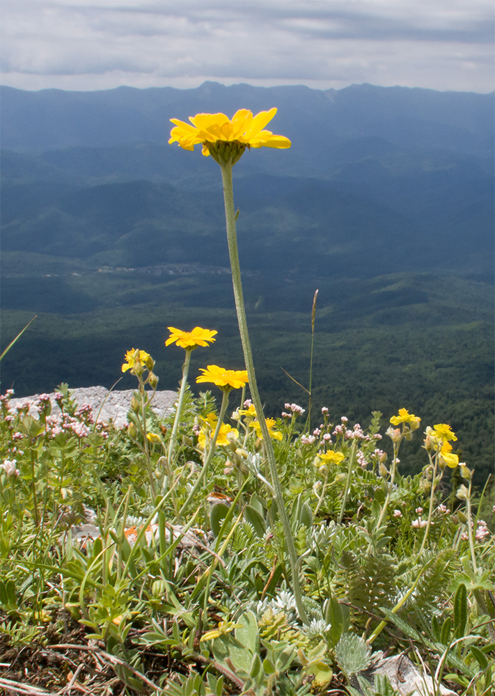 Изображение особи Anthemis marschalliana ssp. pectinata.