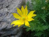 Adonis turkestanica