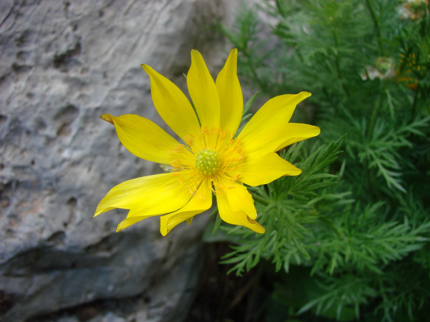 Image of Adonis turkestanica specimen.