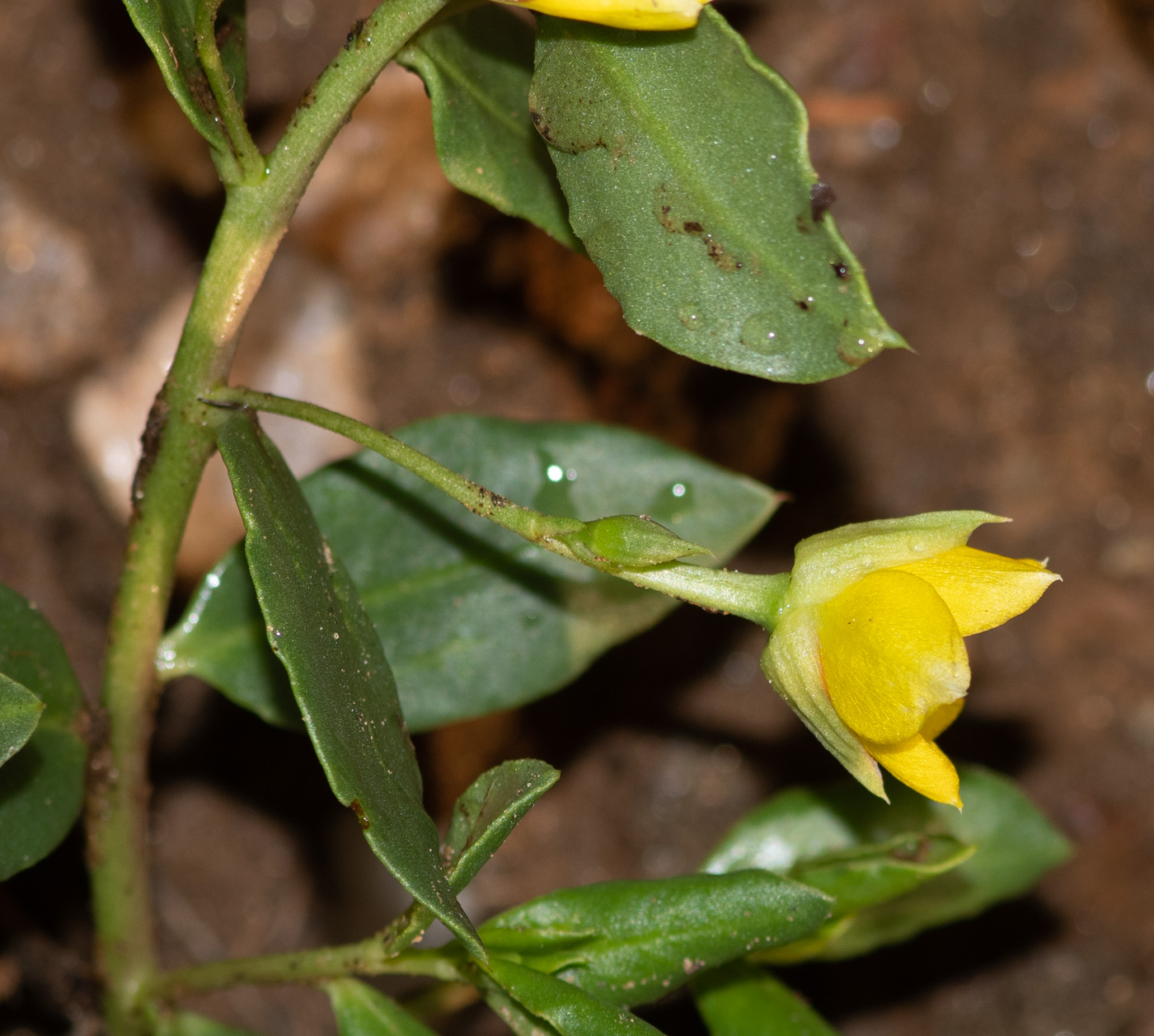 Image of Talinum caffrum specimen.