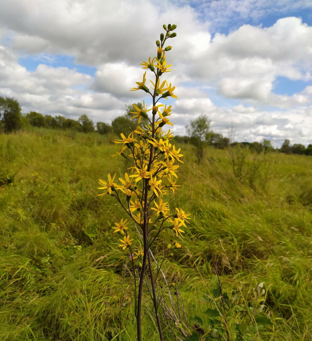 Изображение особи Ligularia jaluensis.