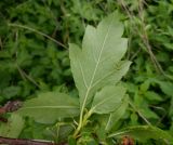 genus Crataegus